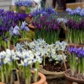 RHS London Early Spring Show 2016