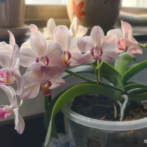 ������