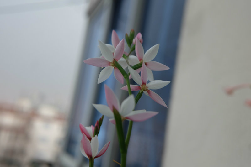 ҹβHesperantha cucullata pinkҹ˵ľ~~~~