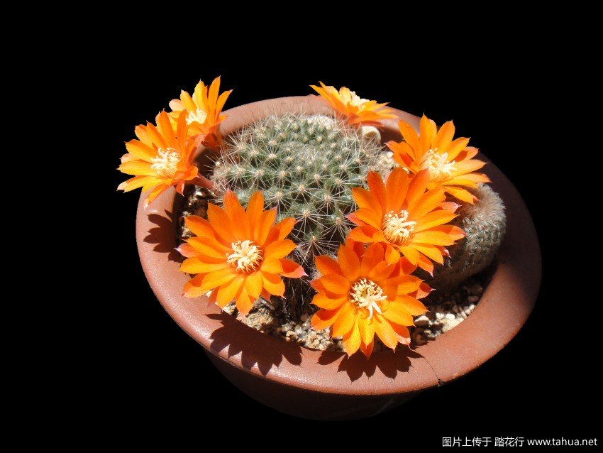 Rebutia flavistyla.JPG