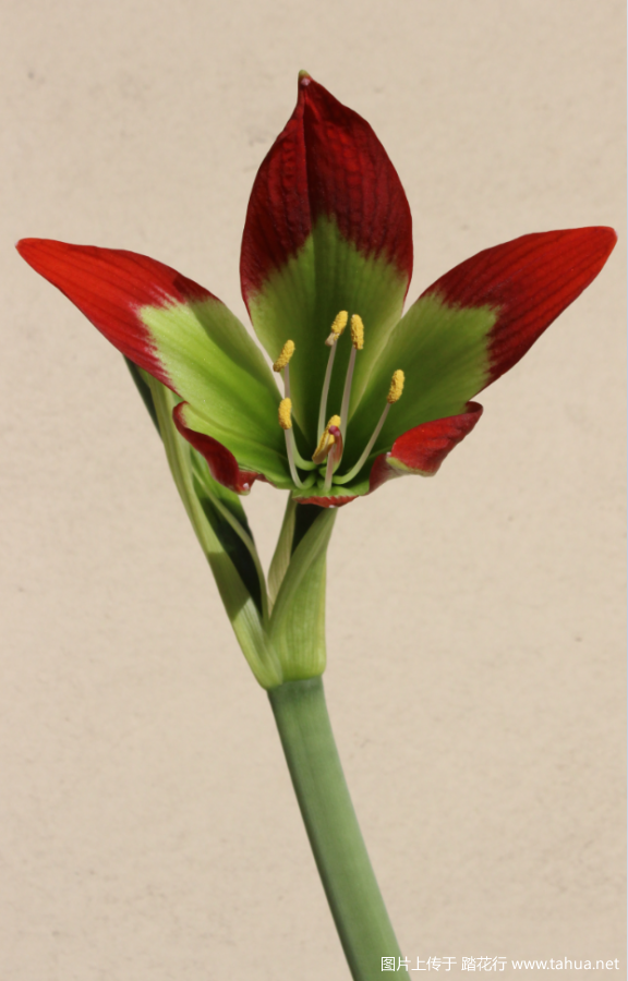 ԭ춥졪Hippeastrum mandonii