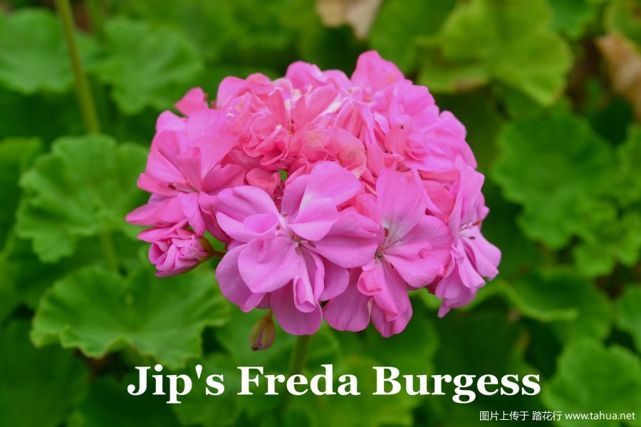 Jip's Freda Burgess 1.jpg