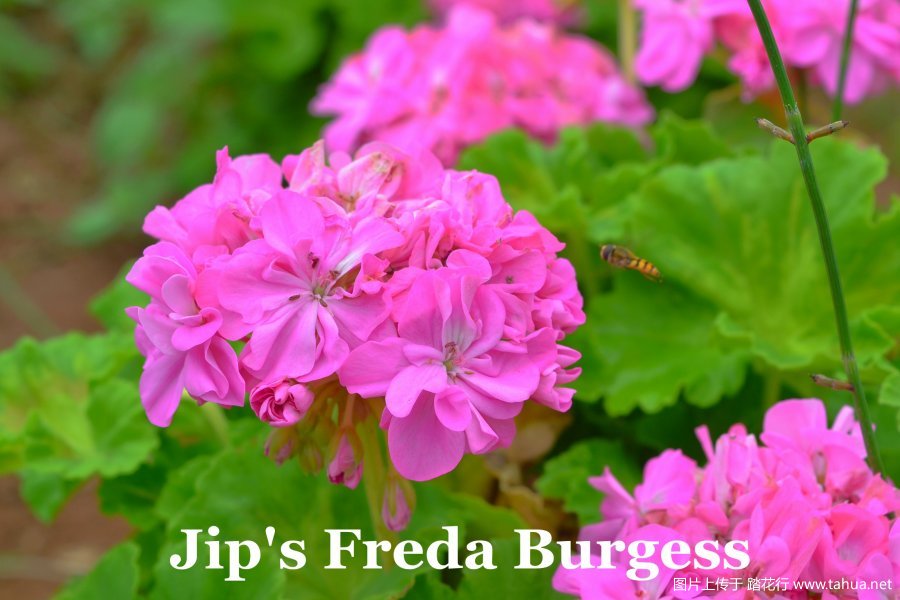 Jip's Freda Burgess 2.jpg