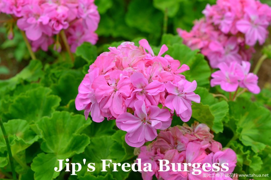 Jip's Freda Burgess 3.jpg