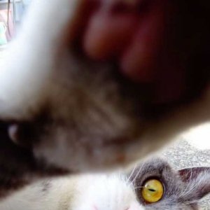 11�������񡪡�alice.jpg