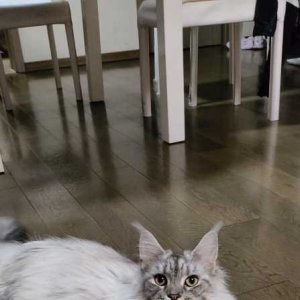 45��sychenfang213�������.jpeg