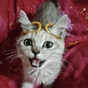 22�����ɷɡ�����������.jpeg