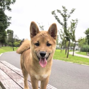 02��qzss��������.jpeg