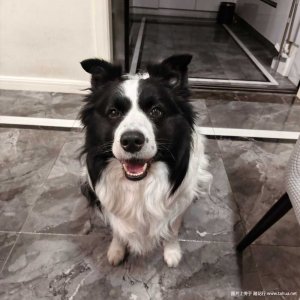16��Maggie.Q���� ����.jpeg